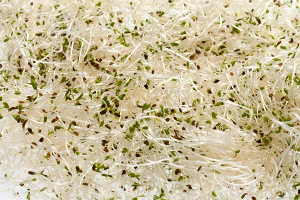 Brotes frescos de alfalfa sobre fondo blanco —  Fotos de Stock
