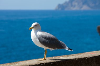 Gull on the background of the sea clipart