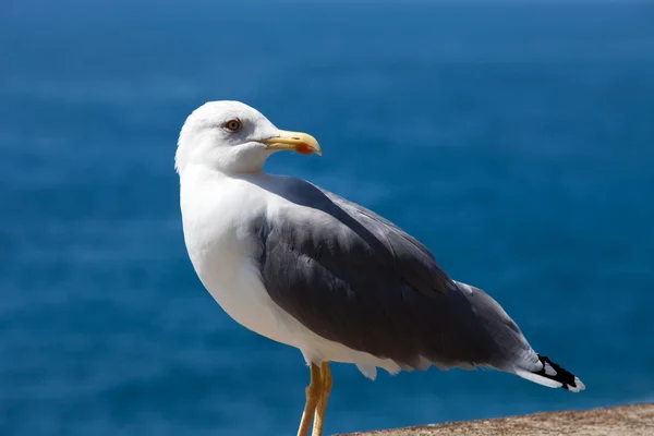 stock image Gull on the background of the sea