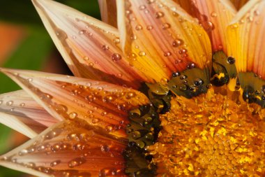 Beautiful Gazania Flower after Rain clipart