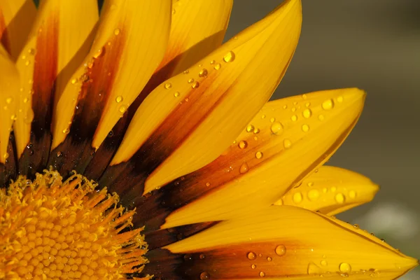 Krásný gazánie květina po dešti — Stock fotografie