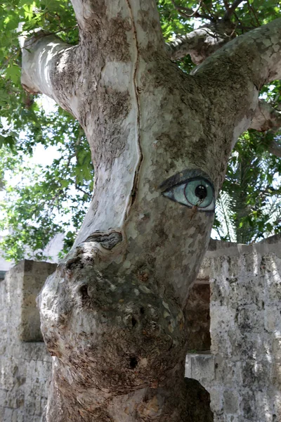 Rodas - árbol de platano mirando a los turistas — Foto de Stock