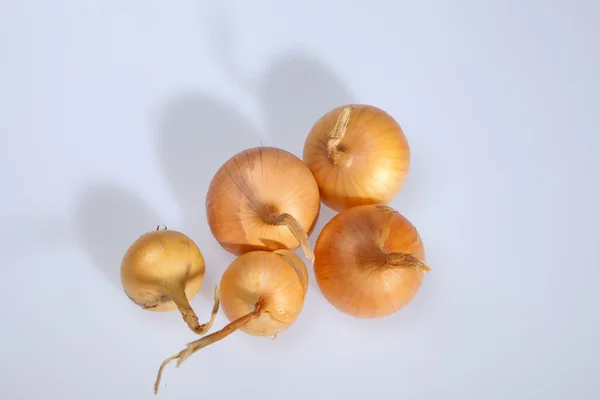 Cipolle isolate su sfondo bianco — Foto Stock
