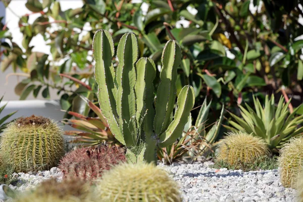 Ogród kaktusów — Zdjęcie stockowe