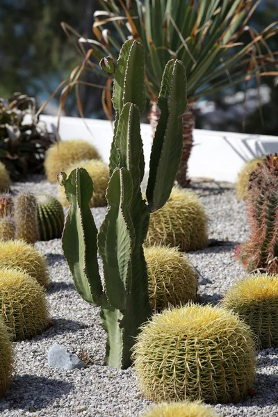 Ogród kaktusów — Zdjęcie stockowe