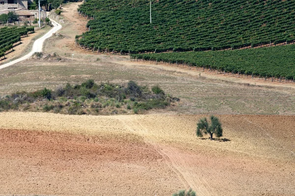 Toscanska landskap med vingårdar, olivträd och cypresser — Stockfoto