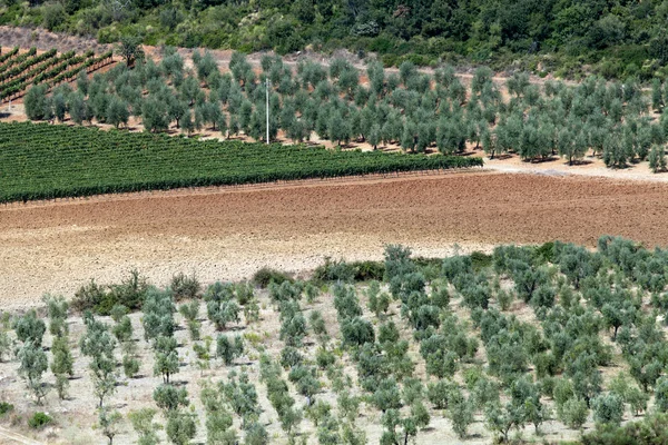 Тосканский пейзаж с виноградниками, оливковыми деревьями и кипарисами — стоковое фото