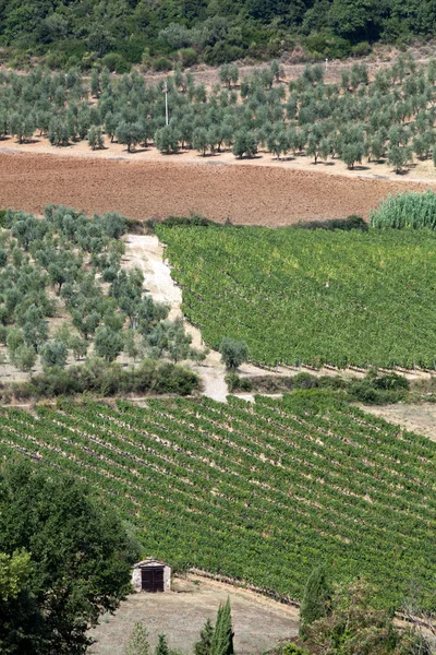 Paisaje toscano con viñedos, olivos y cipreses —  Fotos de Stock