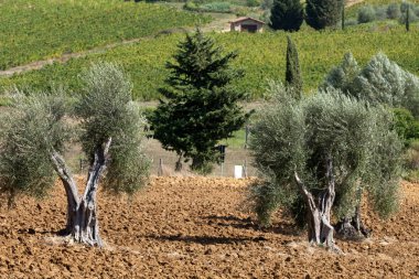 Tuscan yatay, üzüm, zeytin ağaçları ve selvi