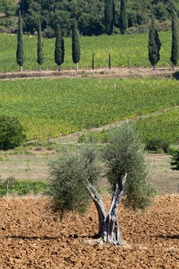 Tuscan landscape with vineyards, olive trees and cypresses clipart