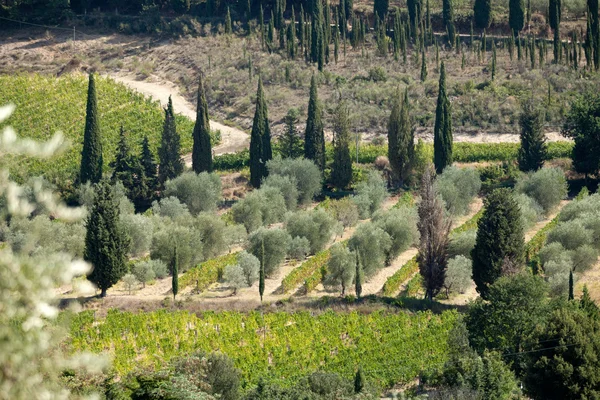 Tuscan τοπίο με αμπέλια, ελιές και κυπαρίσσια — Φωτογραφία Αρχείου