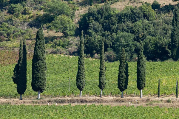 Toskánská krajina s vinicemi, olivovými stromy a cypřišů — Stock fotografie