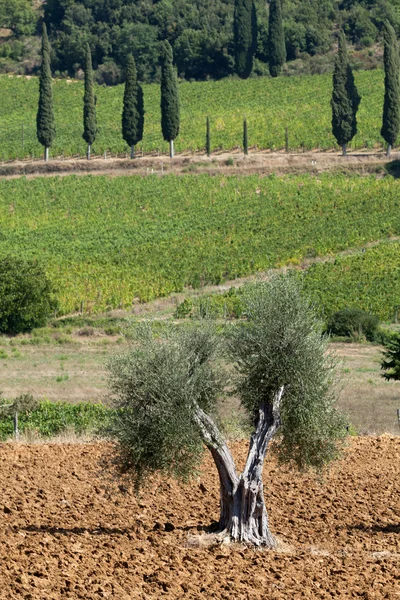 Pemandangan Tuscan dengan kebun anggur, pohon zaitun dan pohon cemara — Stok Foto