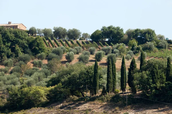 Тосканский пейзаж с виноградниками, оливковыми деревьями и кипарисами — стоковое фото