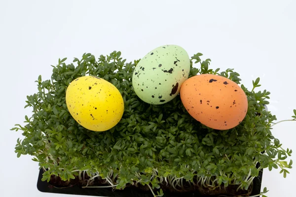 复活节彩蛋配新鲜绿色的豆蔻 — 图库照片