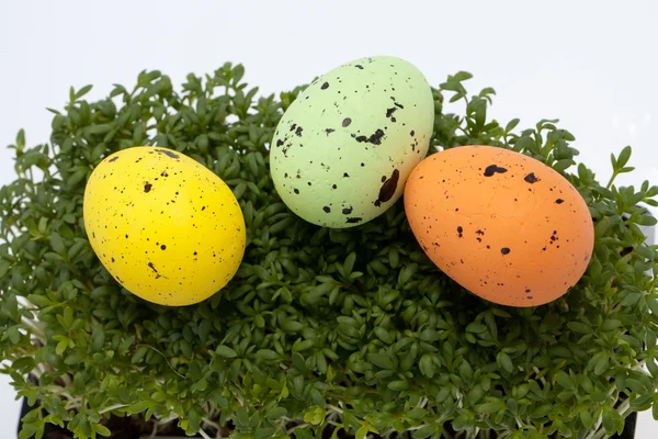 Πασχαλινά αυγά σε φρέσκια πράσινη κάρδαμο — Φωτογραφία Αρχείου