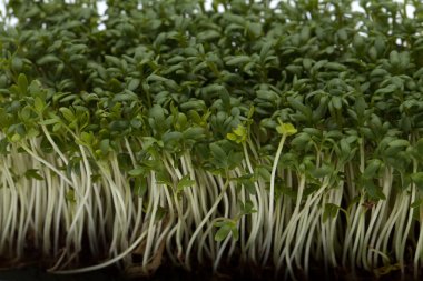 Beyaz sırtüstü izole olmuş Cress fideleri