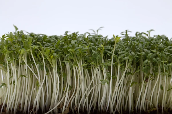 Sadzonki rzeżuchy izolowane na białym tle — Zdjęcie stockowe