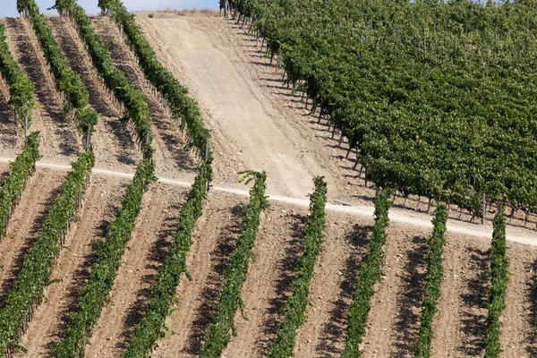 Los mejores viñedos toscanos alrededor de Montalcino y San Antimo — Foto de Stock