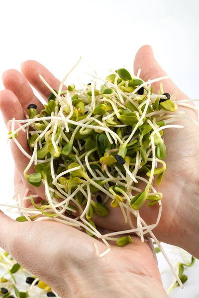 Brotes frescos de alfalfa aislados sobre fondo blanco — Foto de Stock