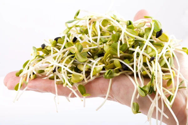 Verse alfalfa spruiten op witte achtergrond — Stockfoto