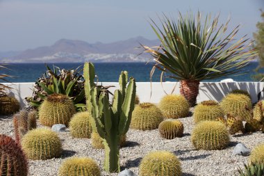 Cactus garden clipart