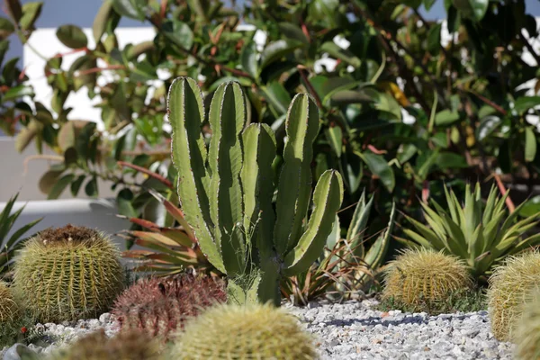 Giardino di cactus — Foto Stock