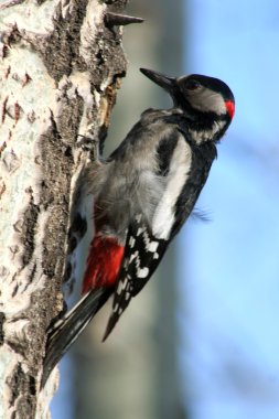 Woodpecker clipart