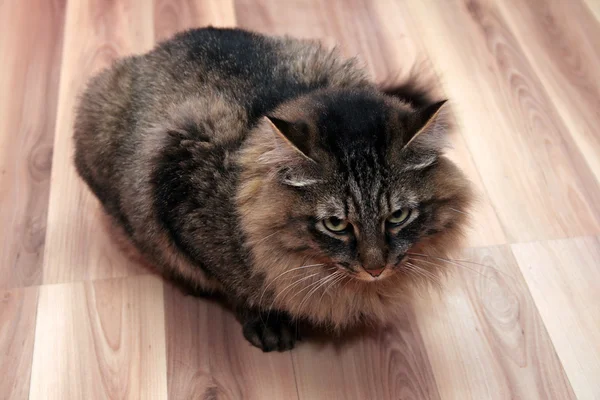 Fluffiga katten sitter på ett golv — Stockfoto