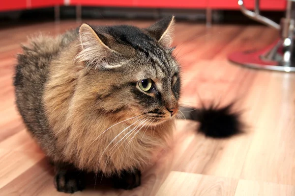 The fluffy cat sits on a floor — Stock Photo, Image
