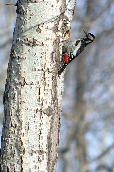 stock image Woodpecker