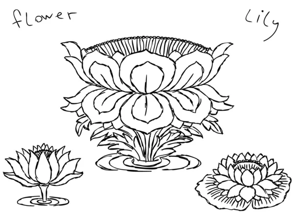 Flores de loto dibujadas a mano — Archivo Imágenes Vectoriales