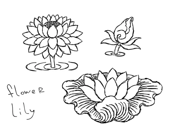 Flores de loto dibujadas a mano — Vector de stock