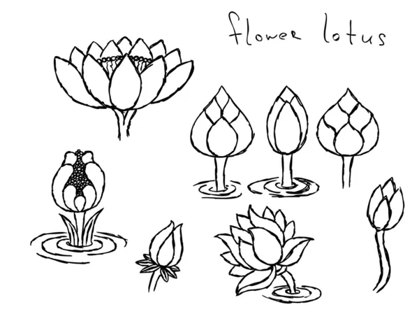 Flores de loto dibujadas a mano — Archivo Imágenes Vectoriales
