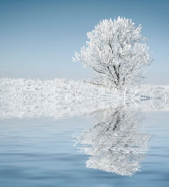 Seul arbre congelé . — Photo