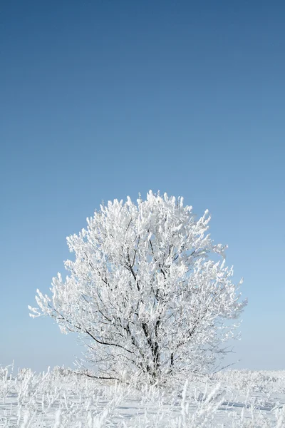 Yalnız donmuş ağaç — Stok fotoğraf
