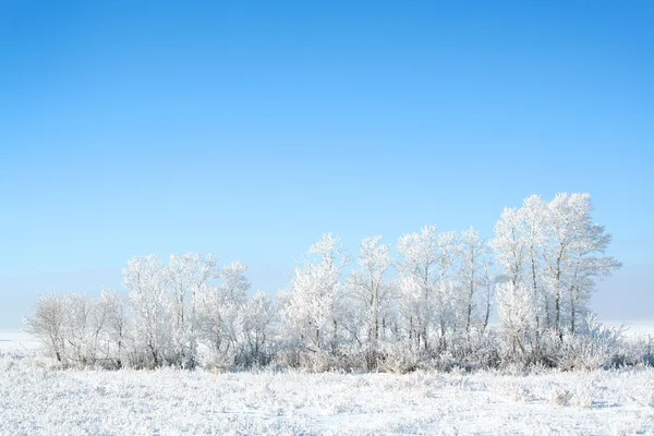Frozen trees — Stock Photo, Image
