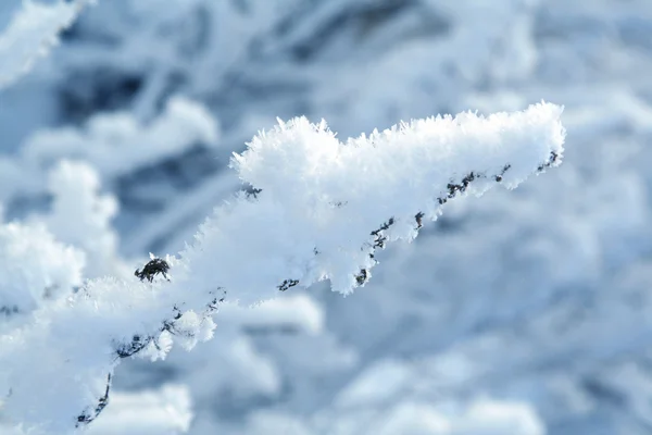 Závod ve sněhu — Stock fotografie