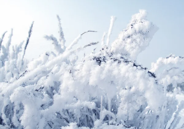 Plantera i snö — Stockfoto