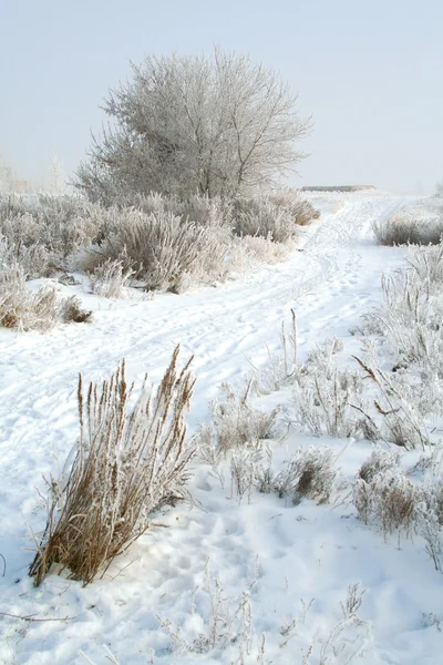 Біла зима — стокове фото
