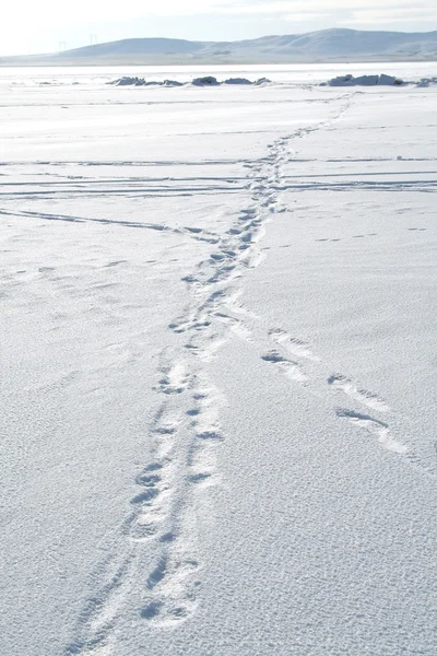 Traces on snow — Stock Photo, Image
