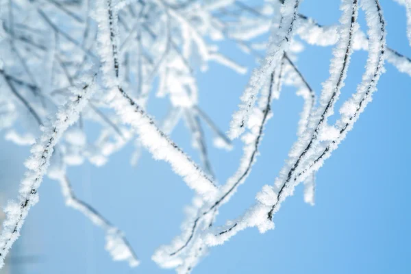 Дерево в снігу — стокове фото