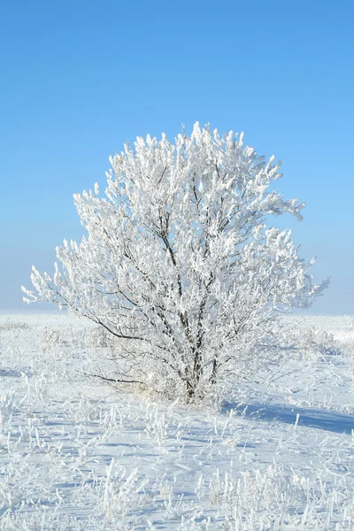 Yalnız donmuş ağaç — Stok fotoğraf