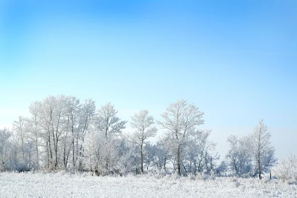白い冬 — ストック写真