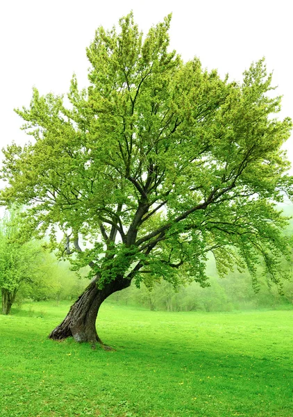 Bellissimo albero verde primaverile con foglie fresche ed erba — Foto Stock