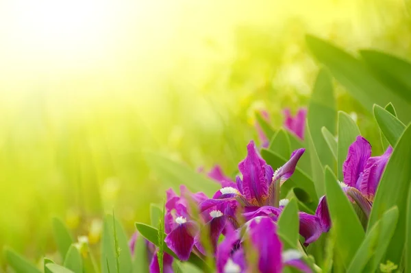 Flores da primavera na luz do sol brilhante — Fotografia de Stock