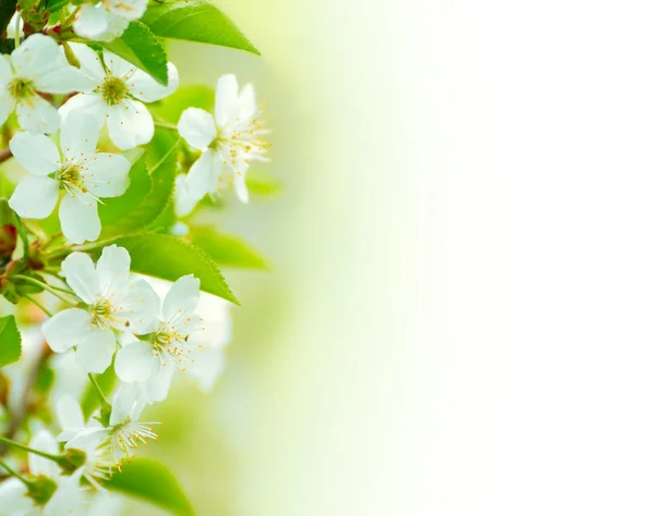 Spring blossoming flower on the white background. Space for text — Stock Photo, Image