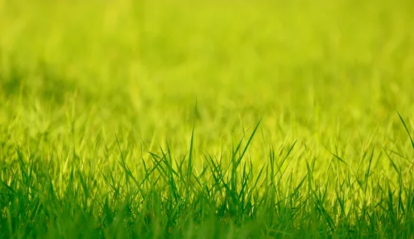 Güneş ışığında taze bahar yeşil çimen — Stok fotoğraf