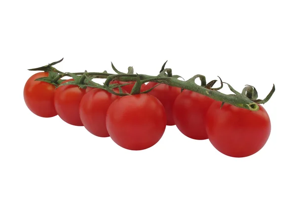Świeży pomidor gałązka na białym tle — Zdjęcie stockowe