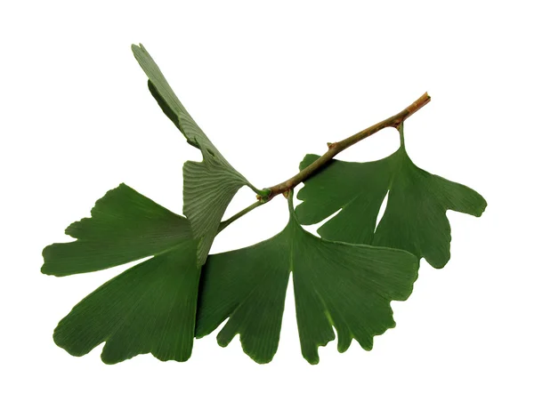 Fresh ginkgo sprig, plant of the ginkgo — Stock Photo, Image